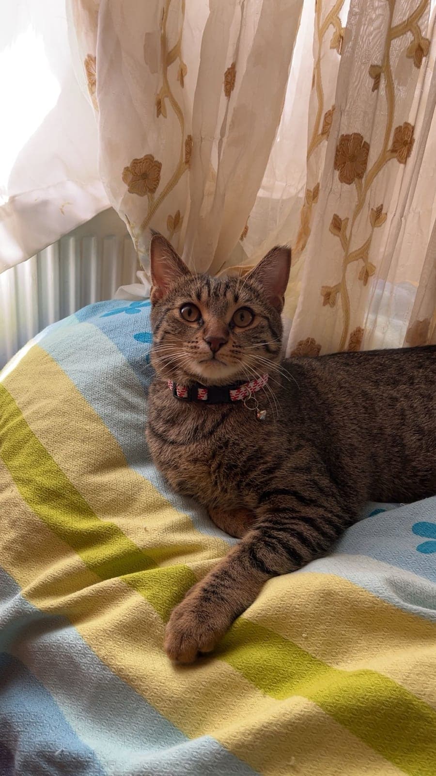 fırfır Tekir Kedi, Ankara