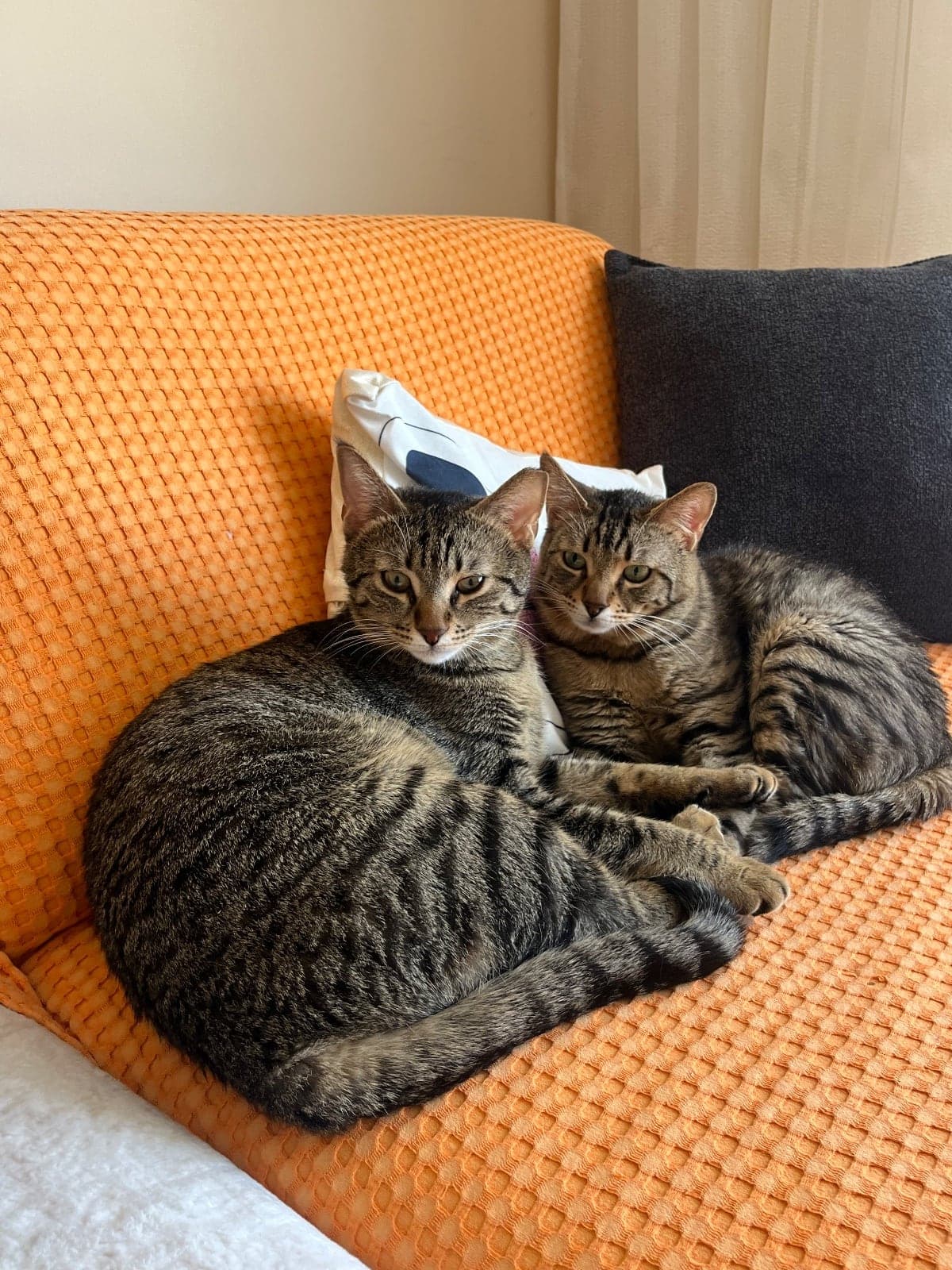 dobby ve fırfır Tekir Kedi, Ankara