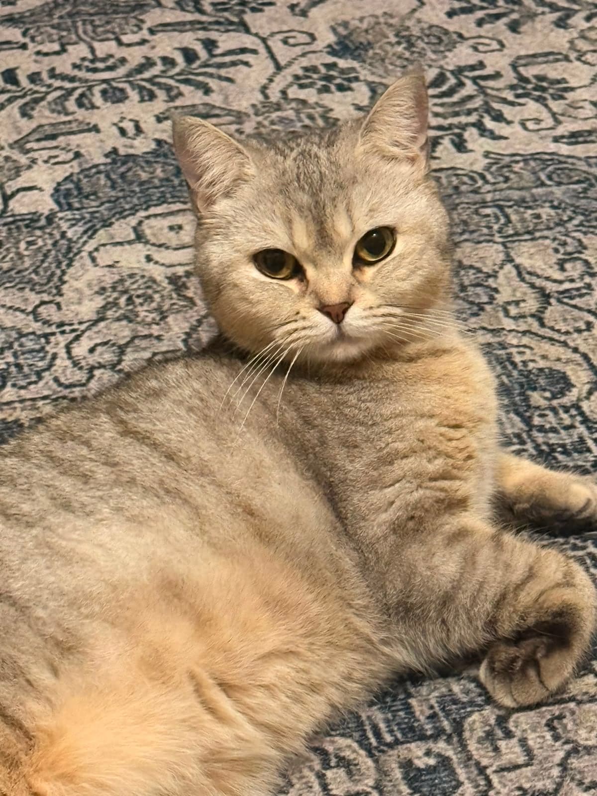 Mila British Shorthair Kedi, İstanbul