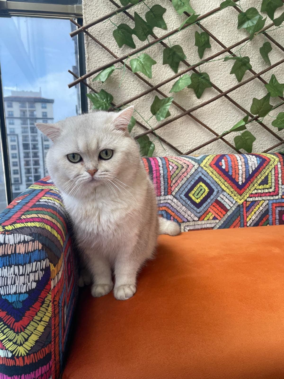Miami British Shorthair Kedi, İstanbul