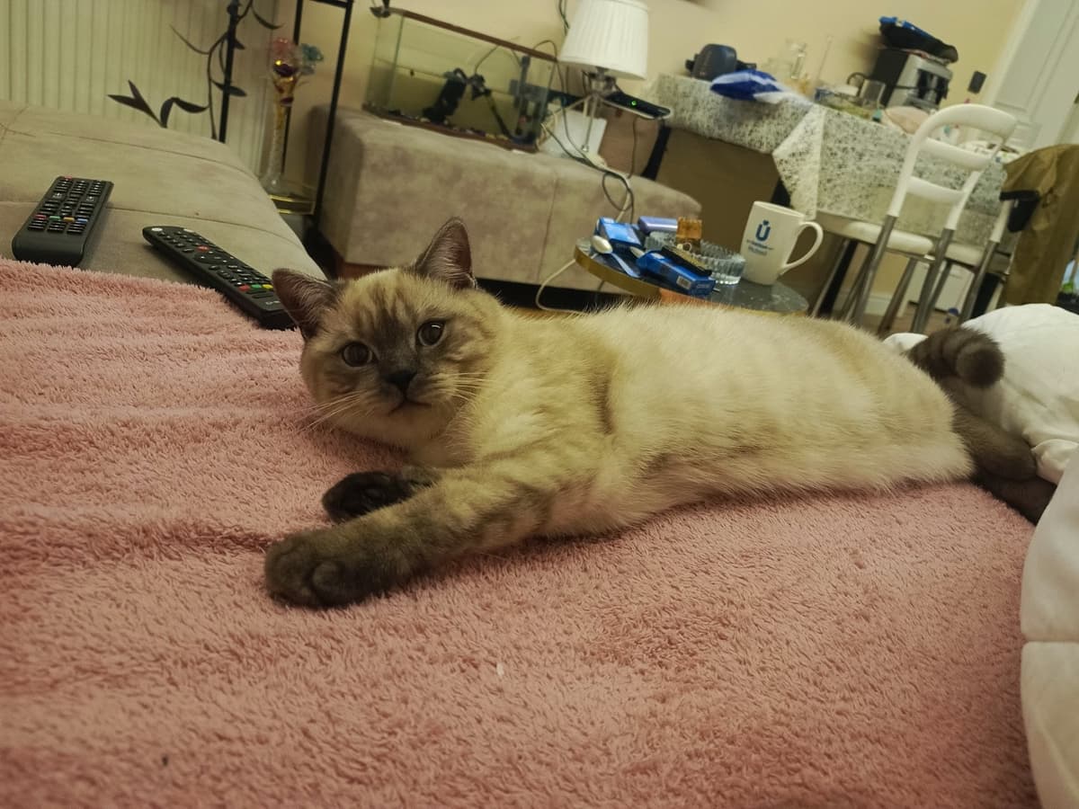 LEO Bilmiyorum Kedi, İstanbul