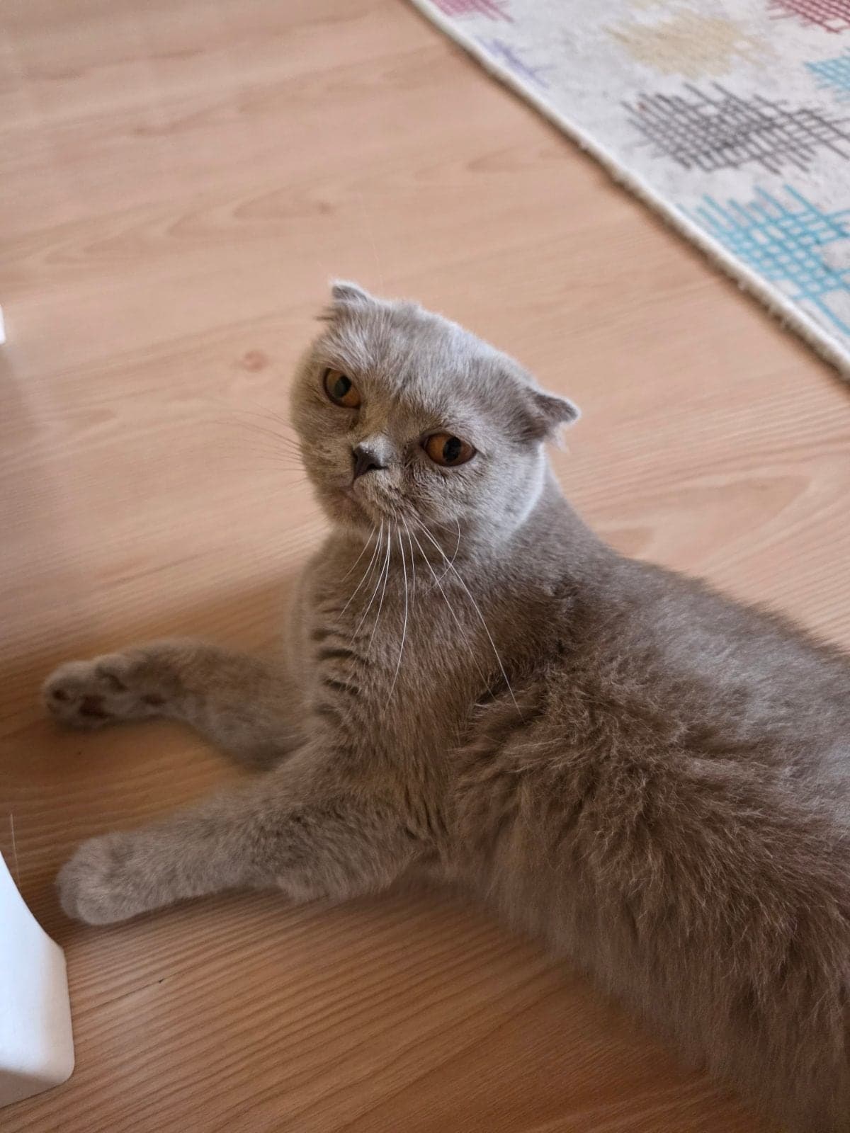 Helen Scottish Fold Kedi, İstanbul