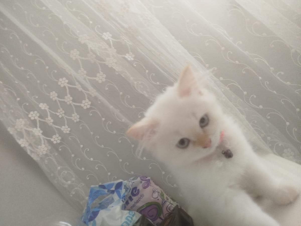 Sütlac British Shorthair Kedi, İstanbul