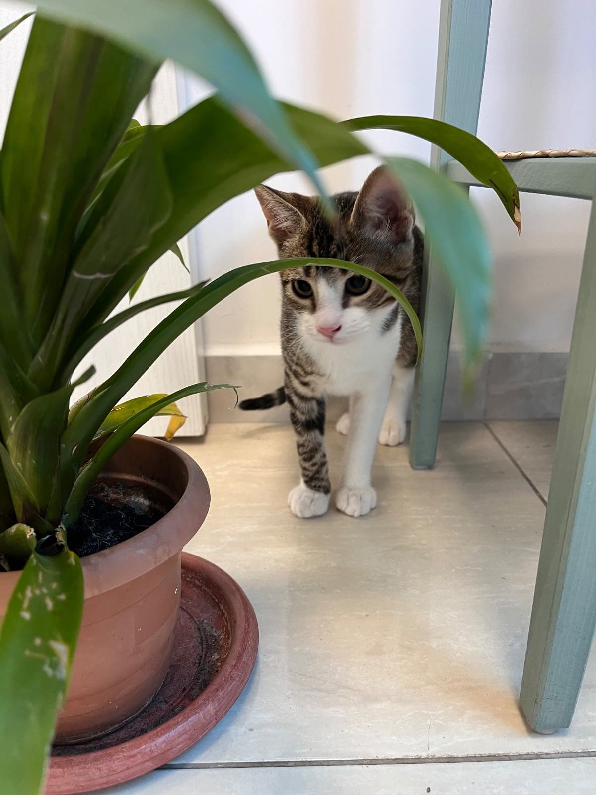 Çarşamba Sokak Kedisi Kedi, İstanbul