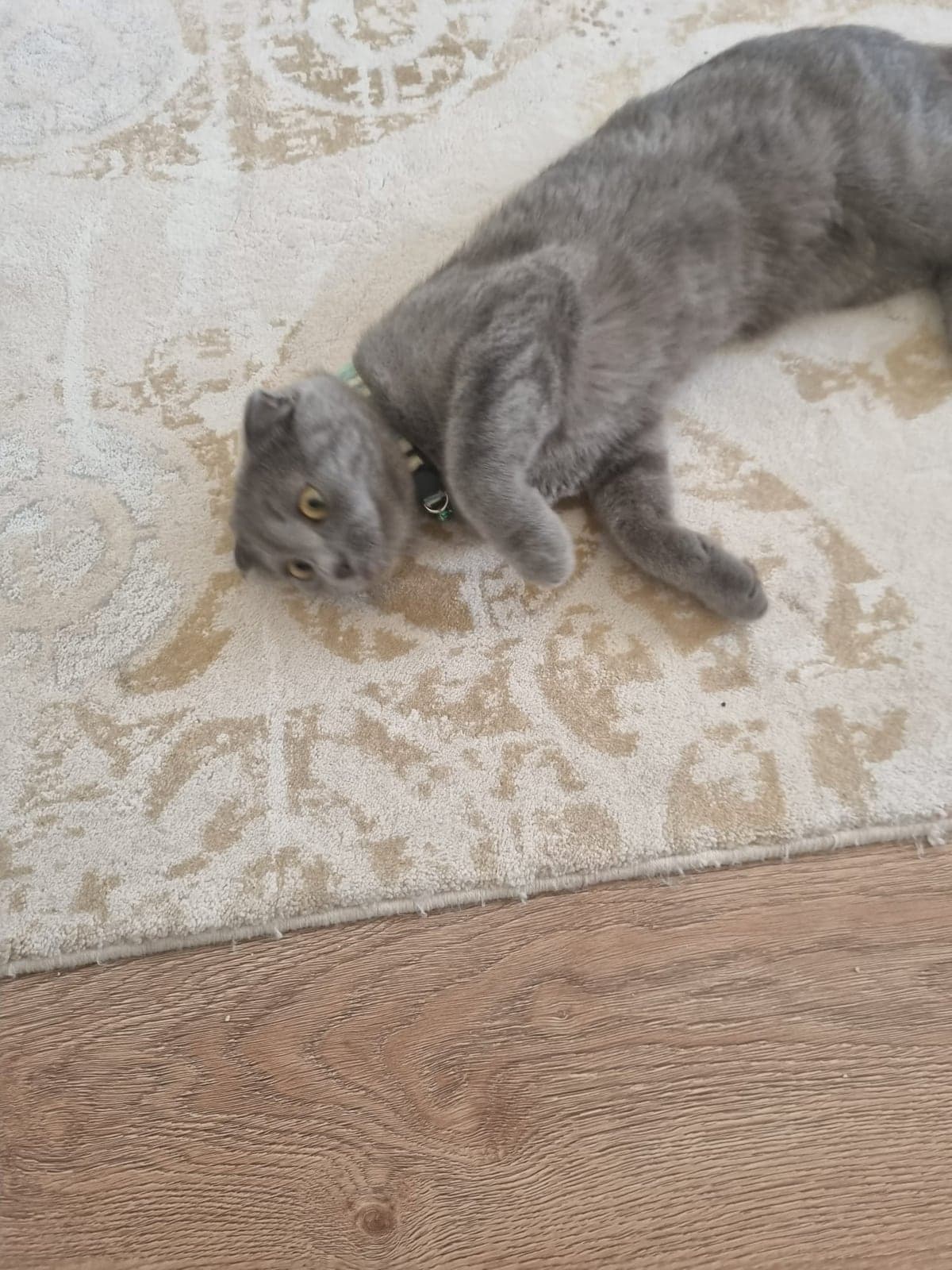 Müezza Scottish Fold Kedi, Ankara