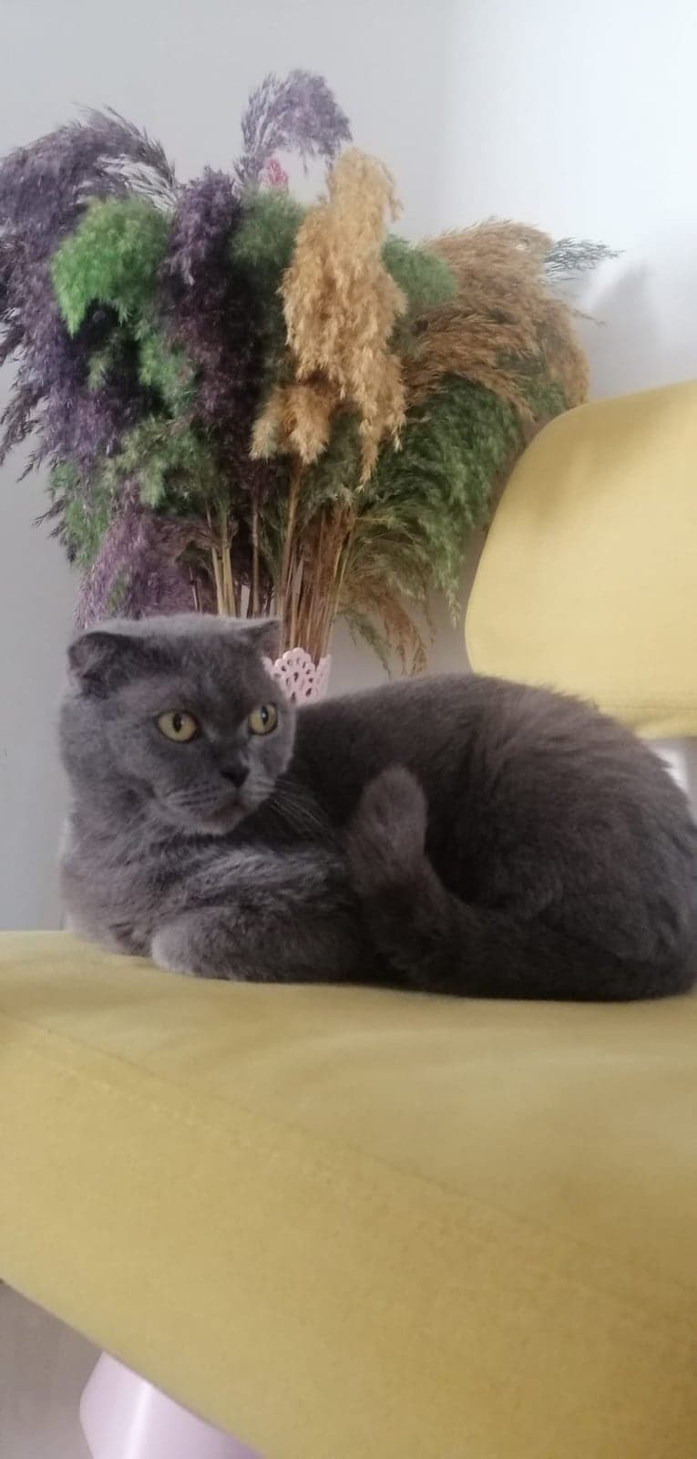 Liya Scottish Fold Kedi, İstanbul