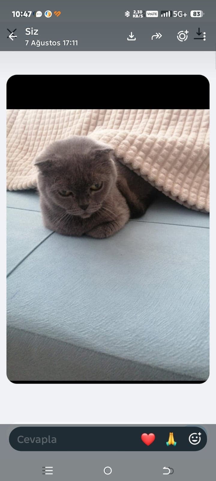 Stotish Scottish Fold Kedi, İstanbul