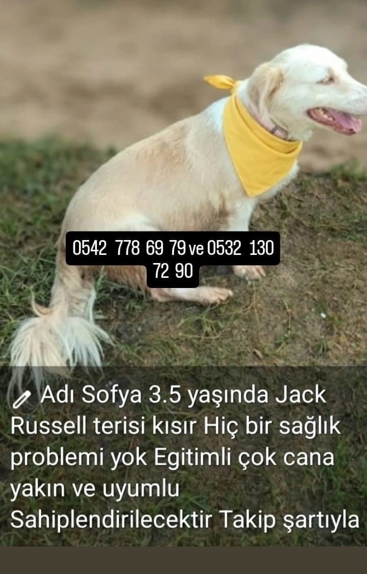 Sofya Jack Russell Terrier Köpek, Adana
