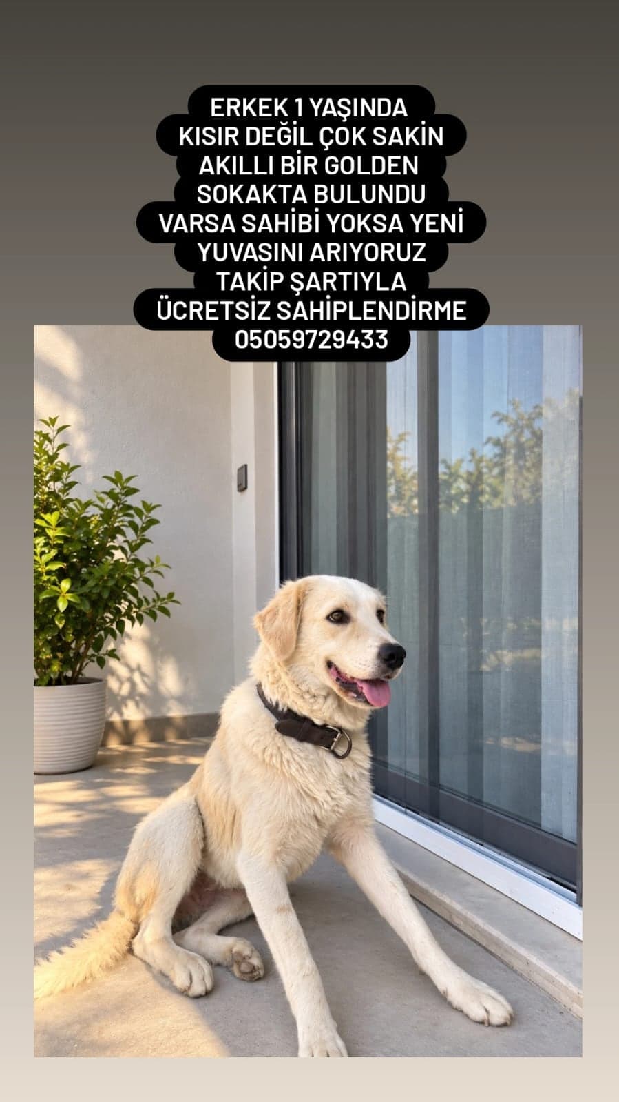 Golden Golden Retriever Köpek, Adana