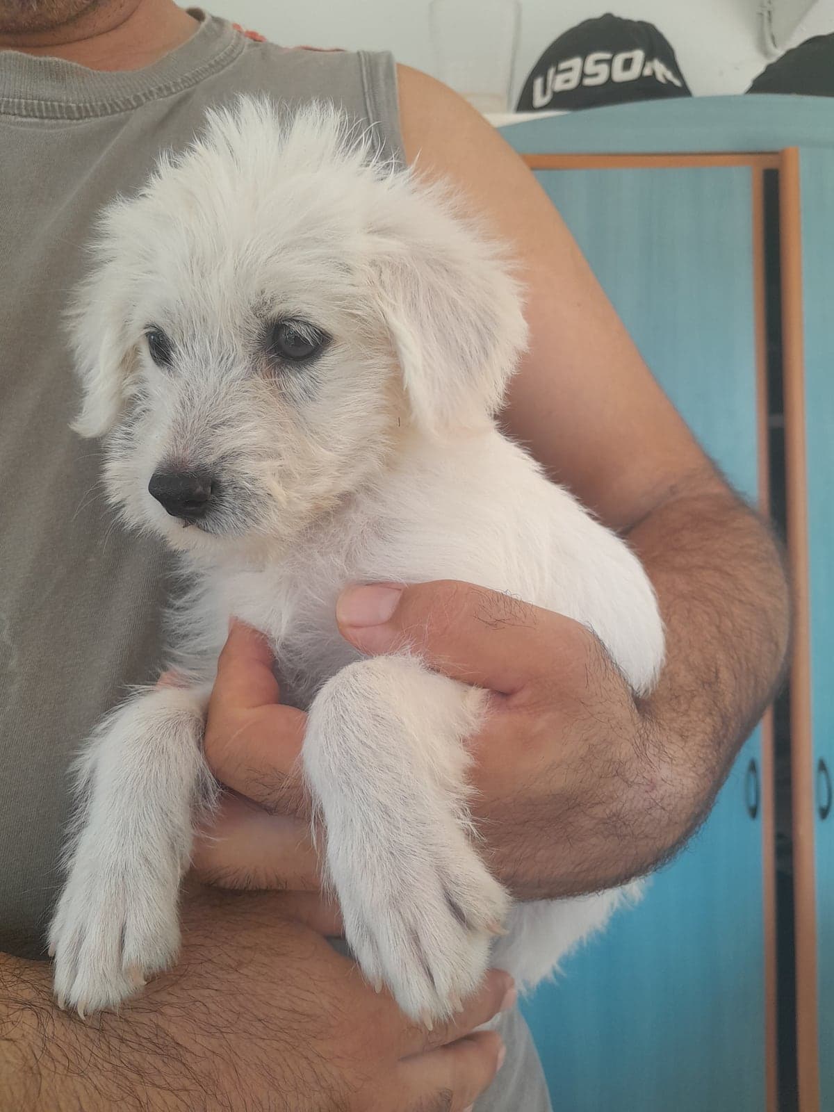 Yavru Terrier Köpek, Muğla
