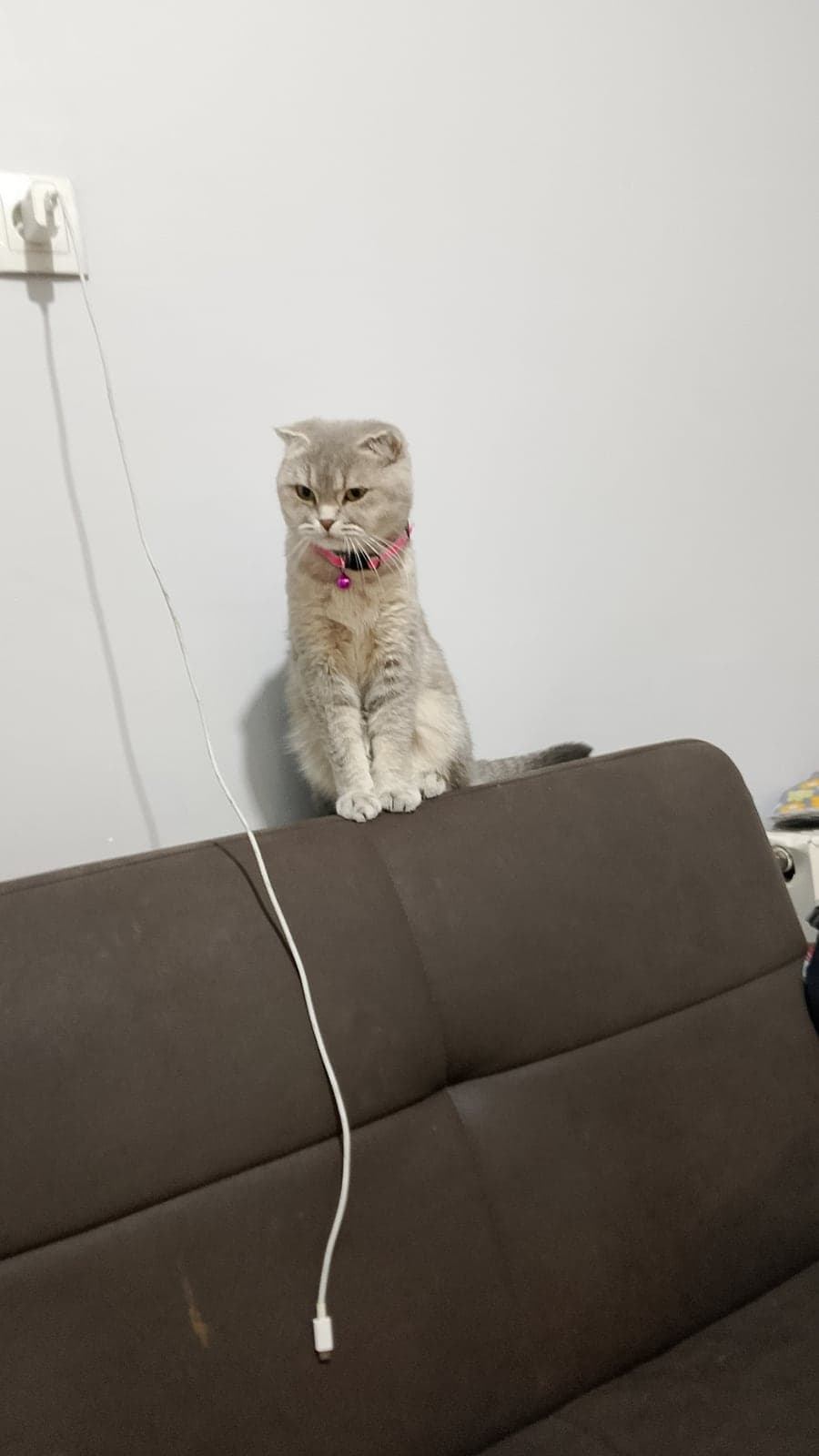 Biritşh British Shorthair Kedi, Tokat