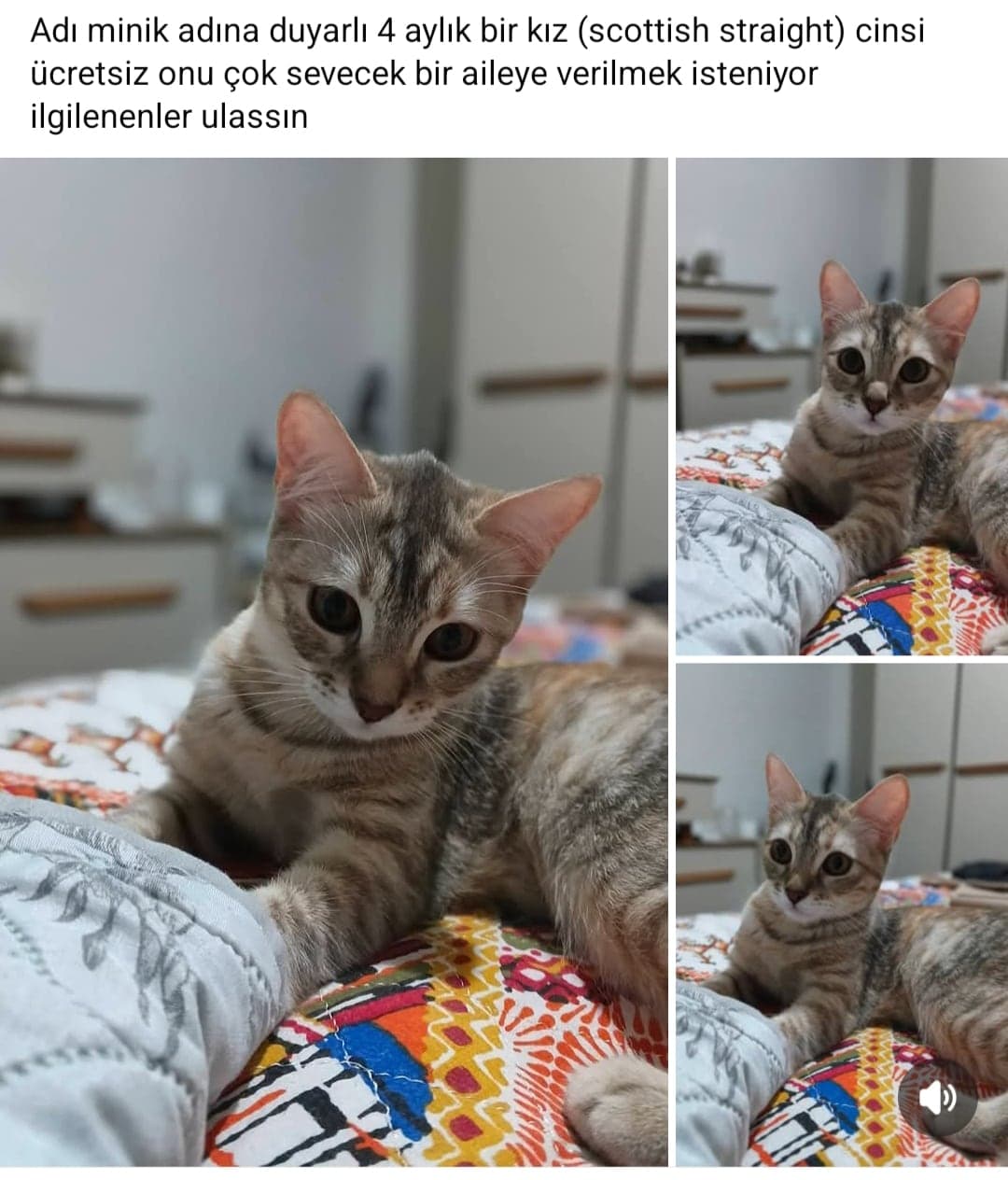 Minik Scottish Straight Kedi, Balıkesir