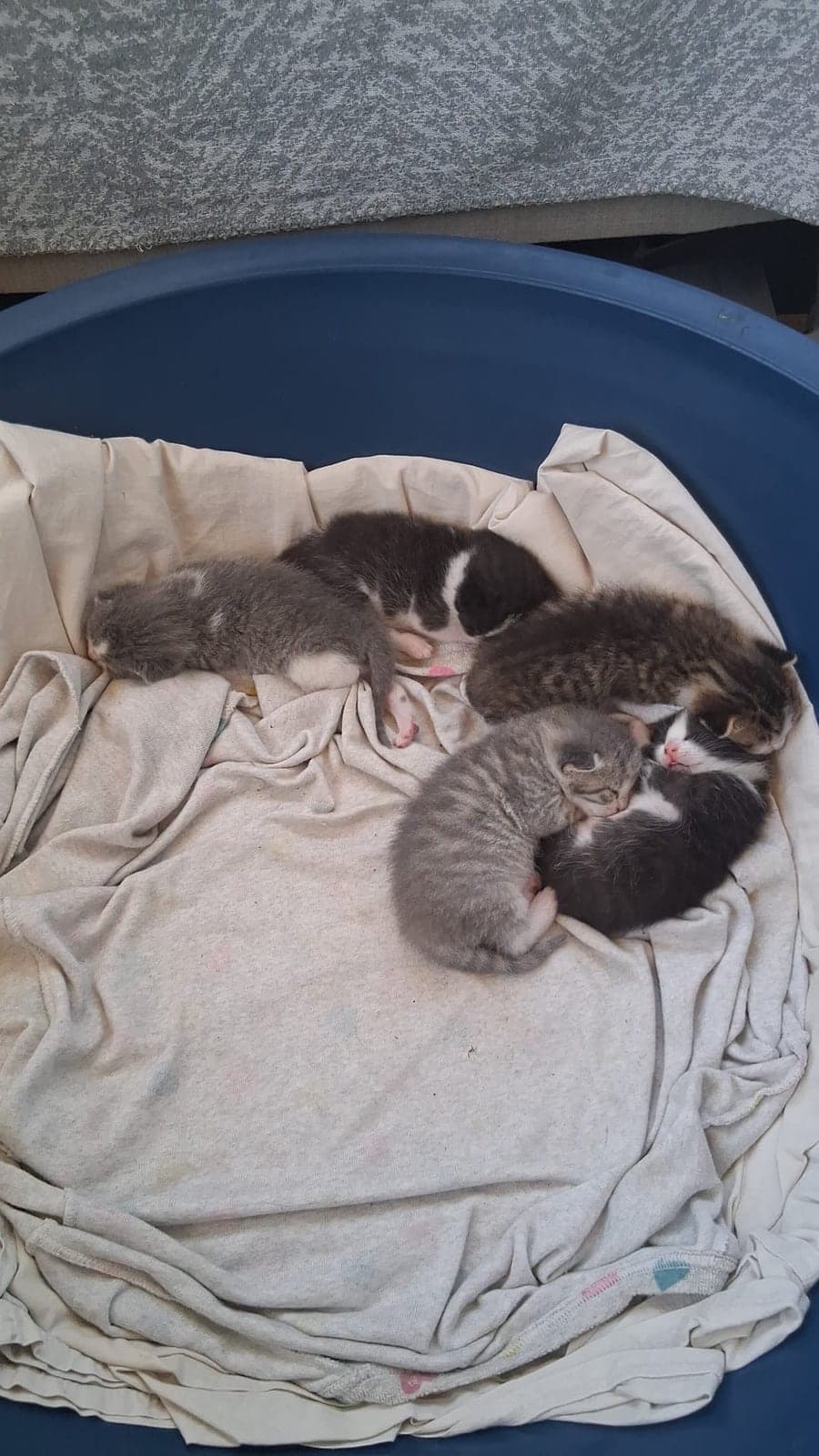 İsimsiz Melez Kedi, İzmir