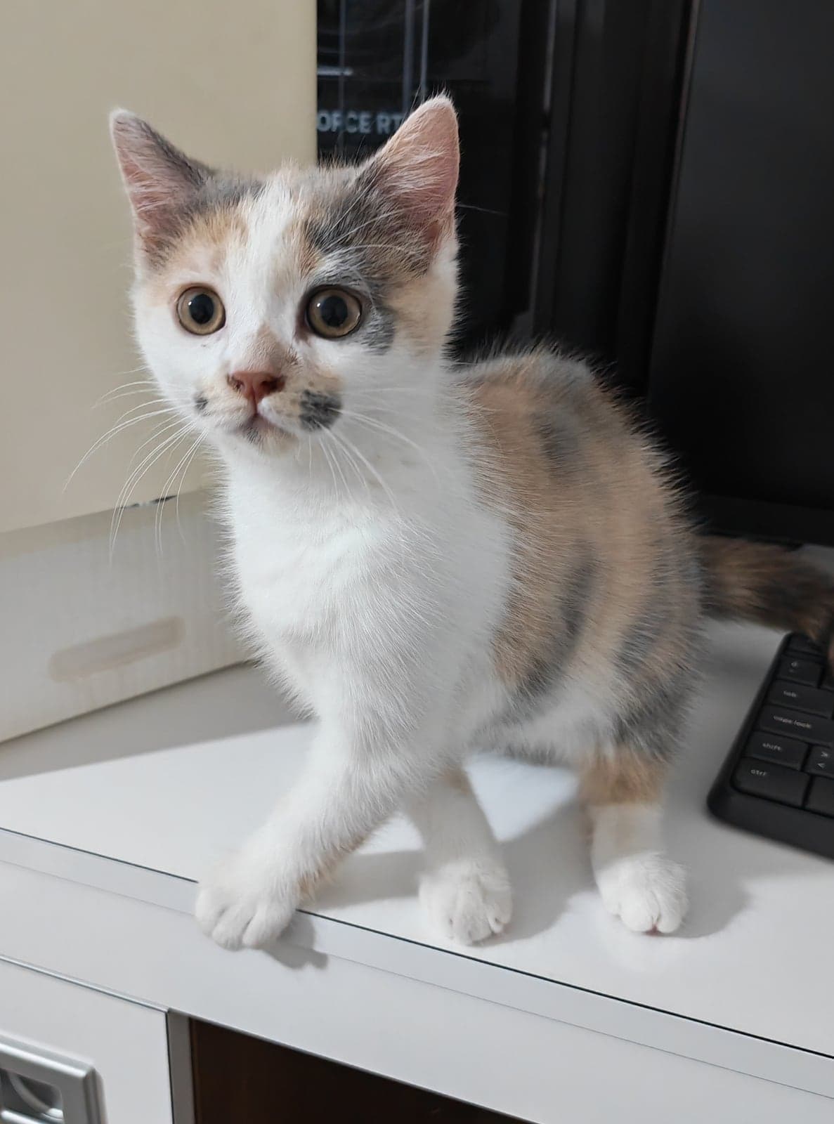 Gofret Melez Kedi, Sakarya