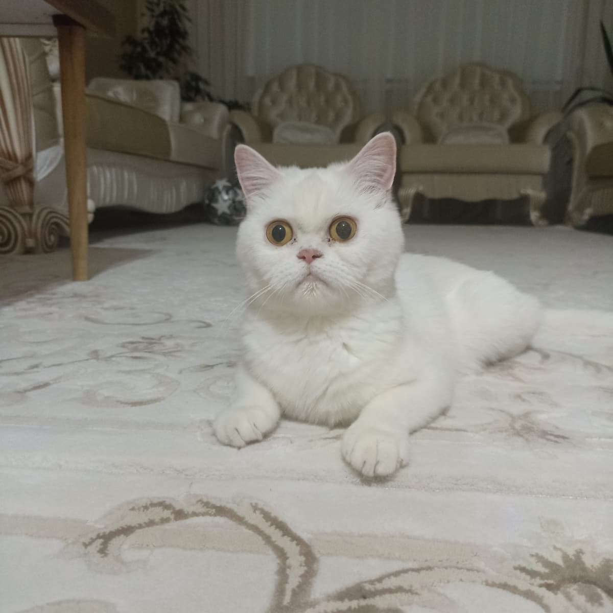 Yonca British Shorthair Kedi, Denizli