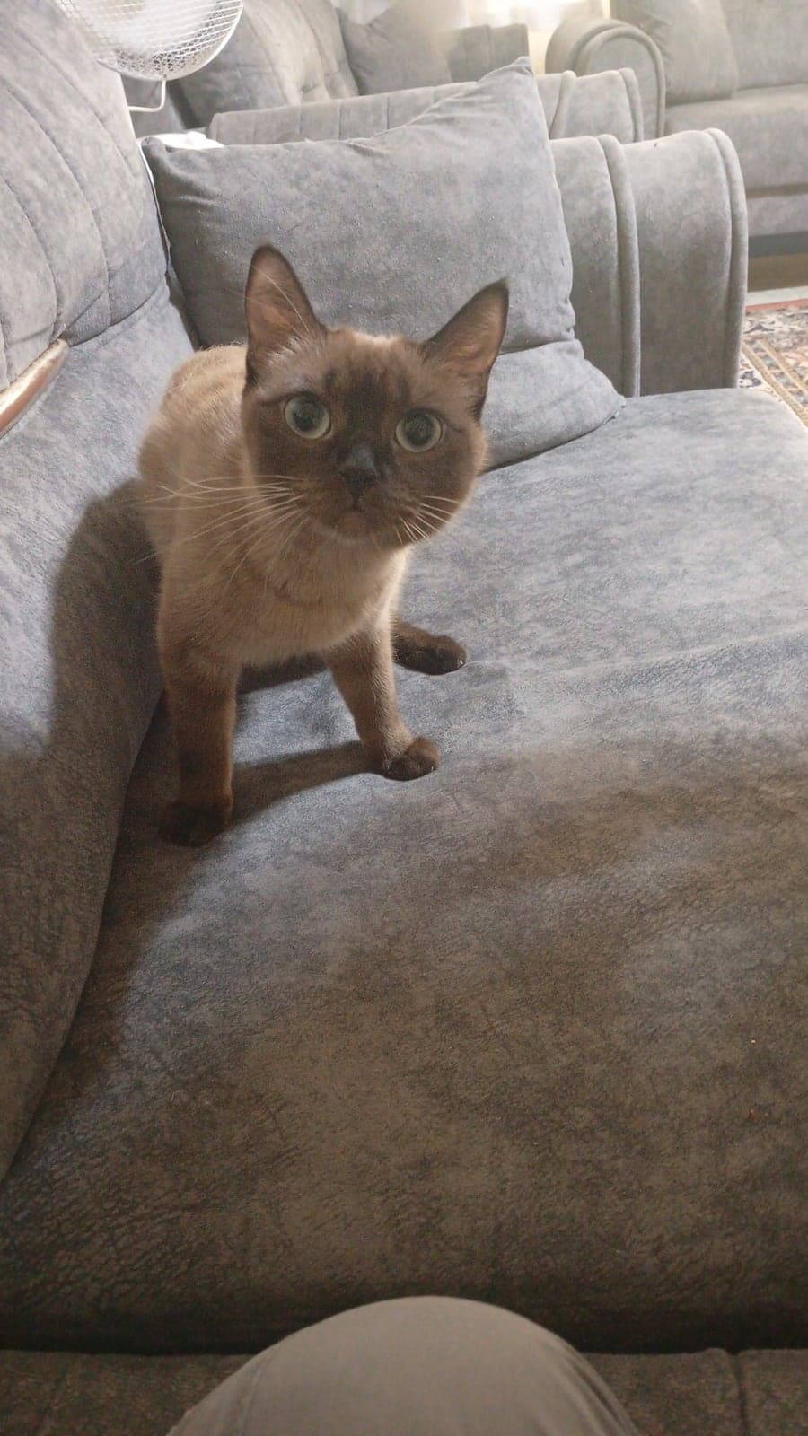 Maya Siyam Kedisi Kedi, Kayseri