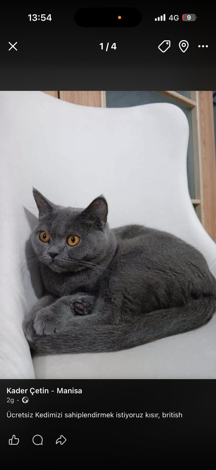 Mia British Shorthair Kedi, Manisa