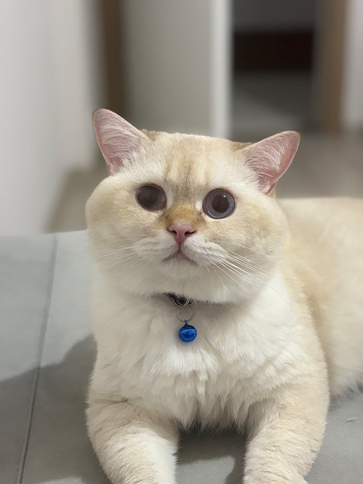 Yaman British Shorthair Kedi, Sivas