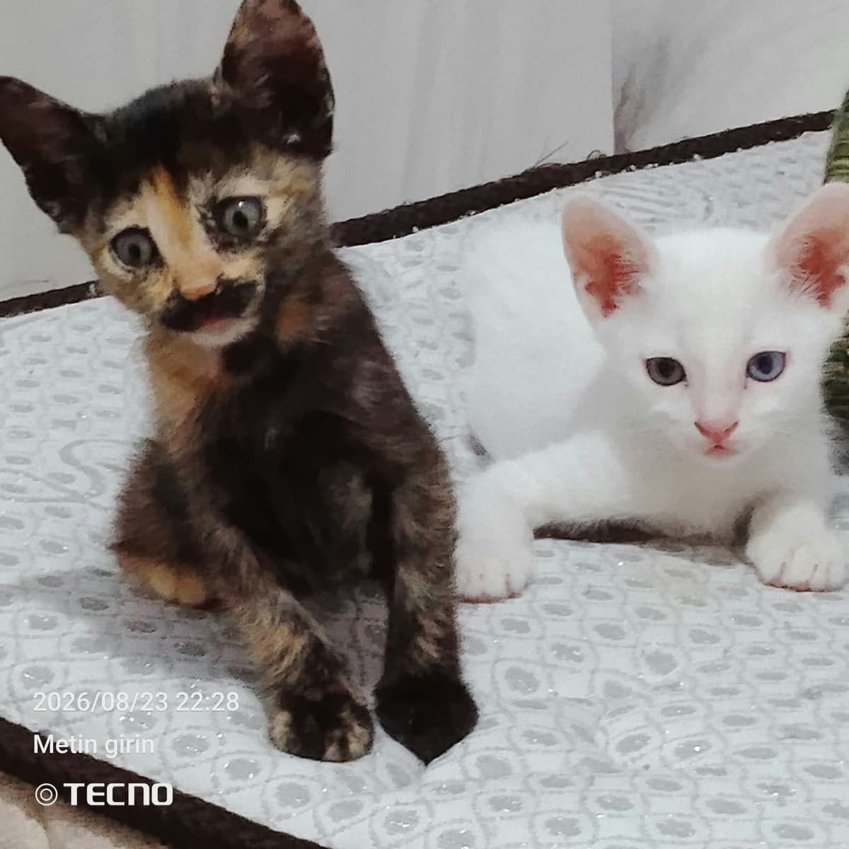 Biyiko Melez Kedi, Gaziantep