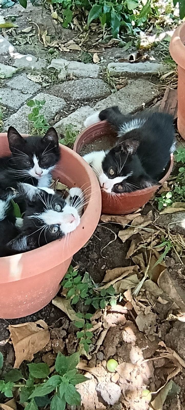 3 kız kardeş Sokak Kedisi Kedi, Muğla