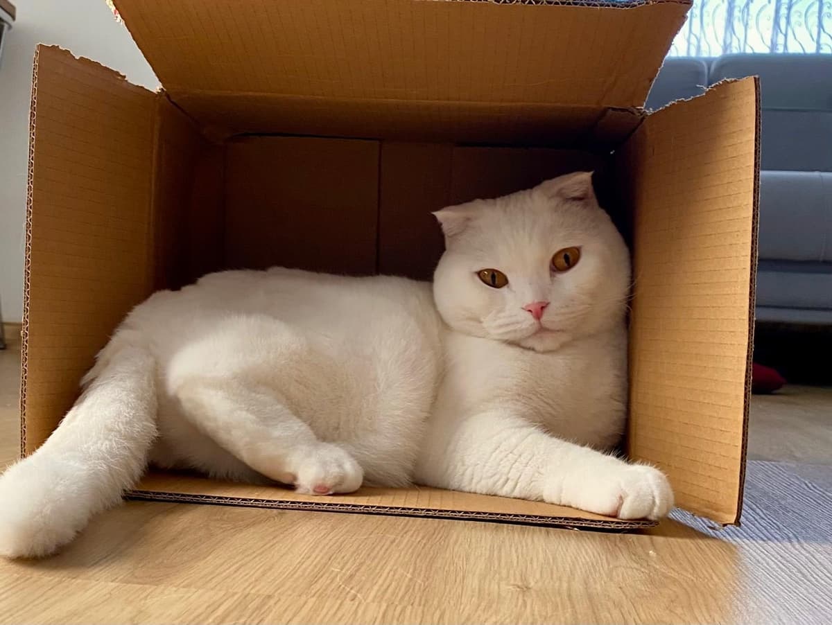 OSCAR Scottish Fold Kedi, Eskişehir
