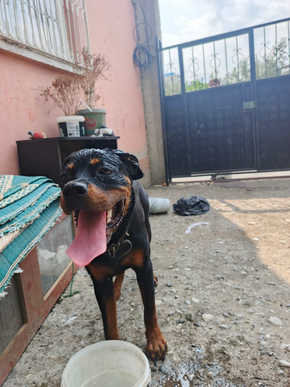 Köfte Rottweiler Köpek, Adana