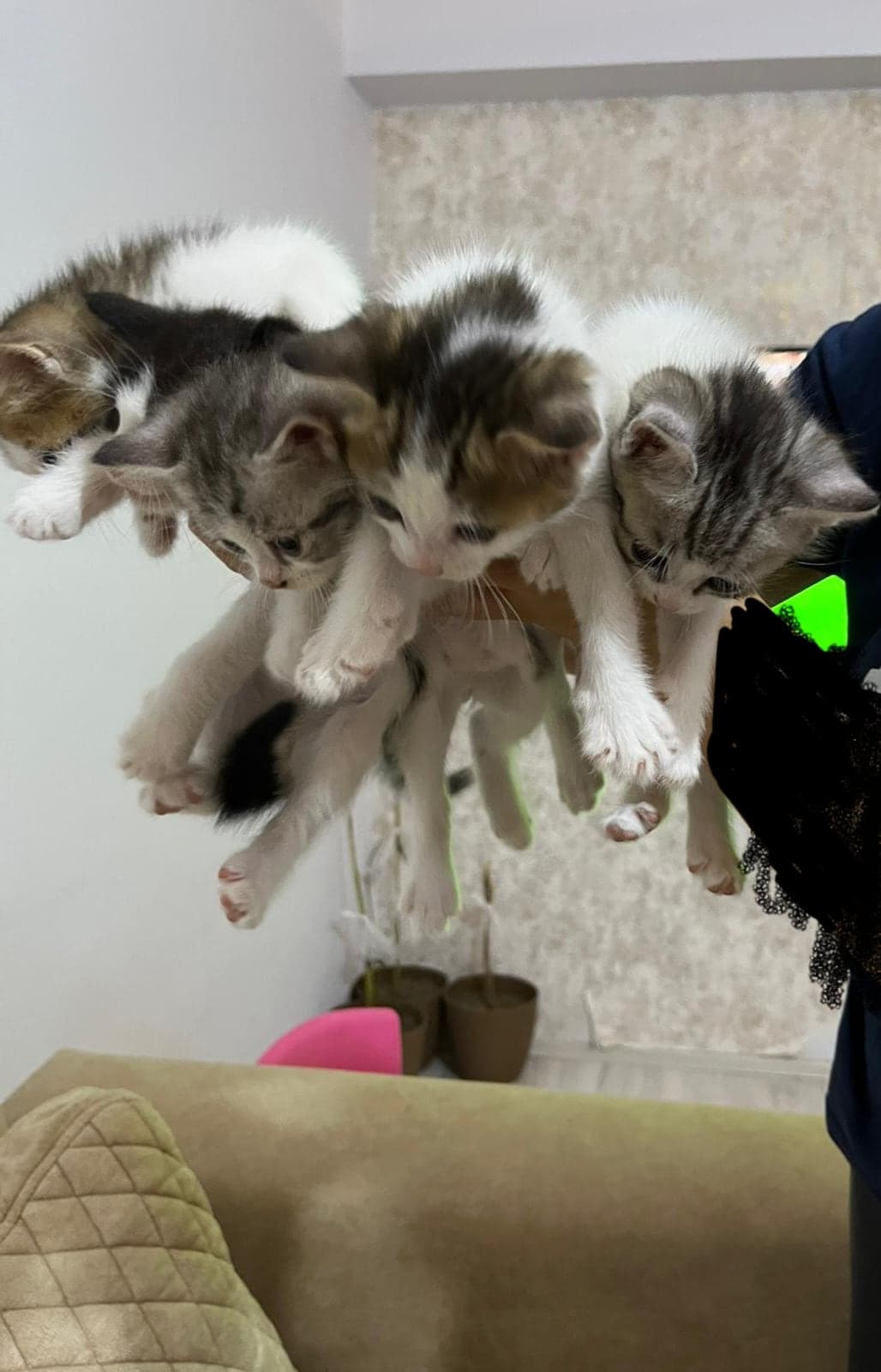 Melez kedi Melez Kedi, Denizli