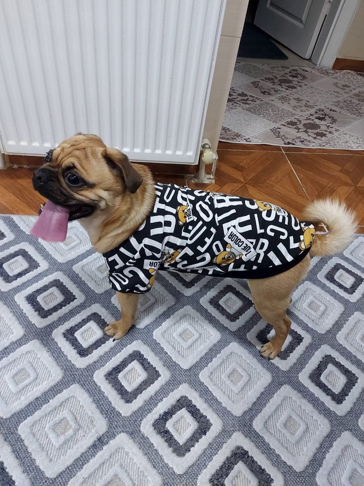 Rıfkı Pug Köpek, Ankara