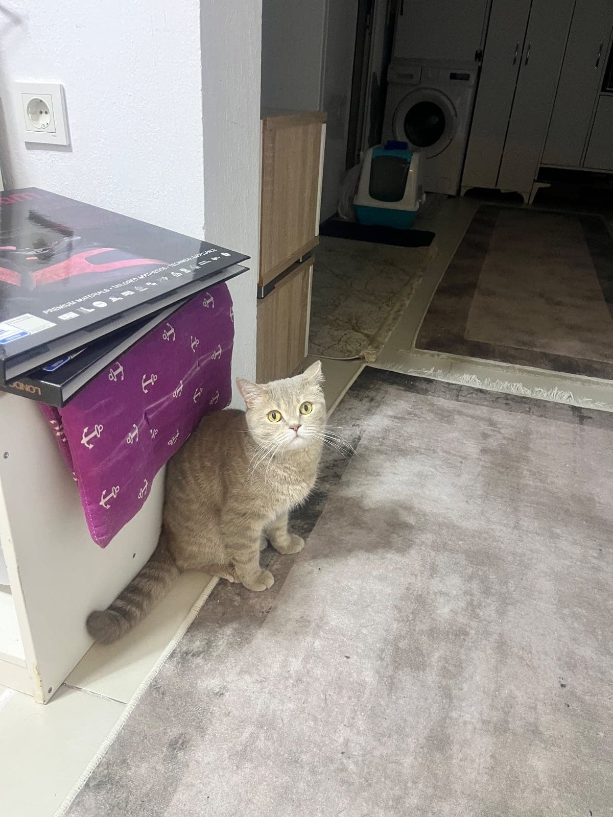 Bulut British Shorthair Kedi, Muğla