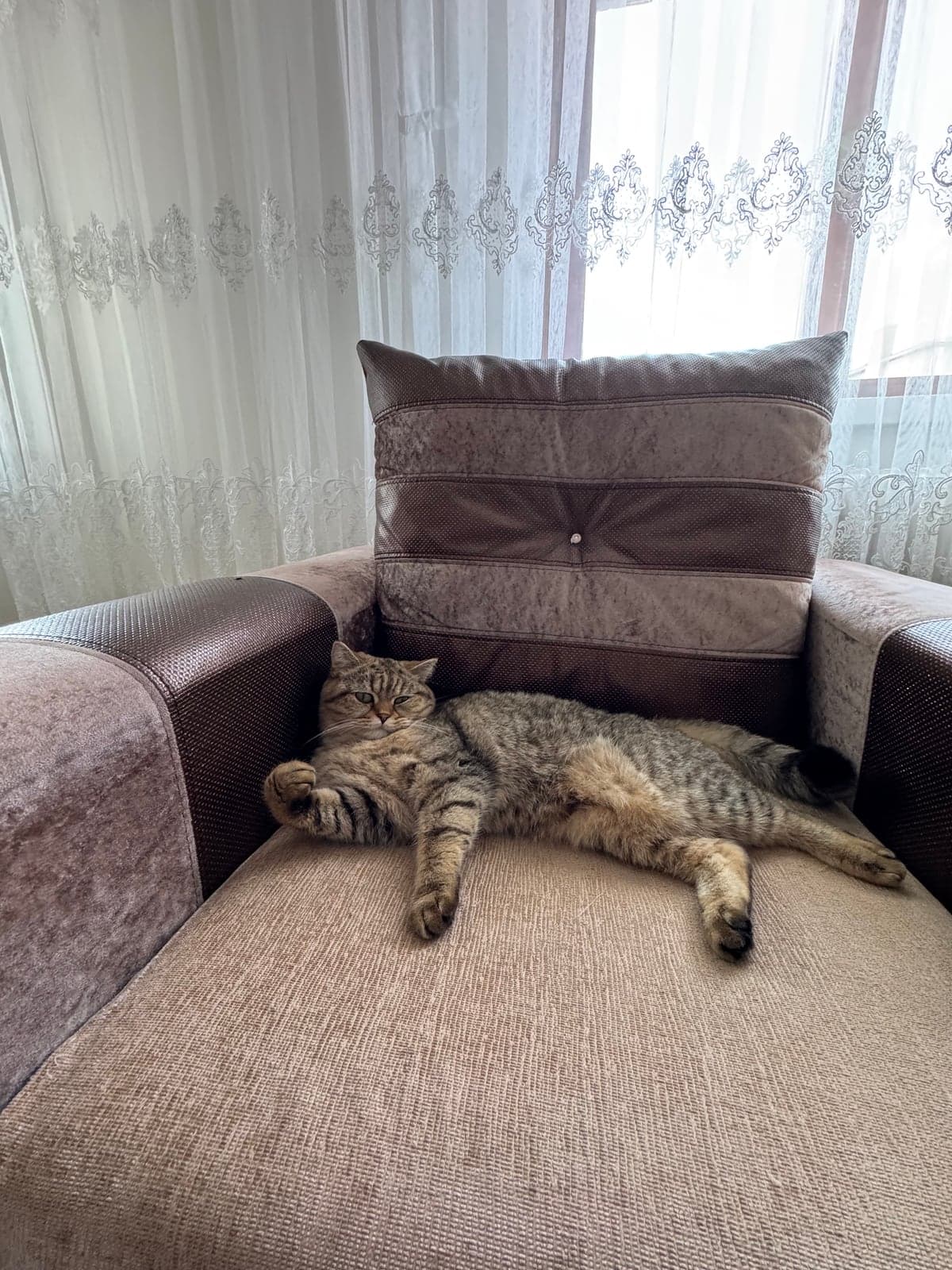 yeşil British Shorthair Kedi, Erzurum