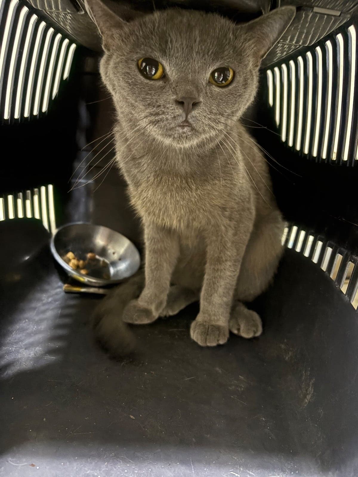 Dobbi Bilmiyorum Kedi, Adana