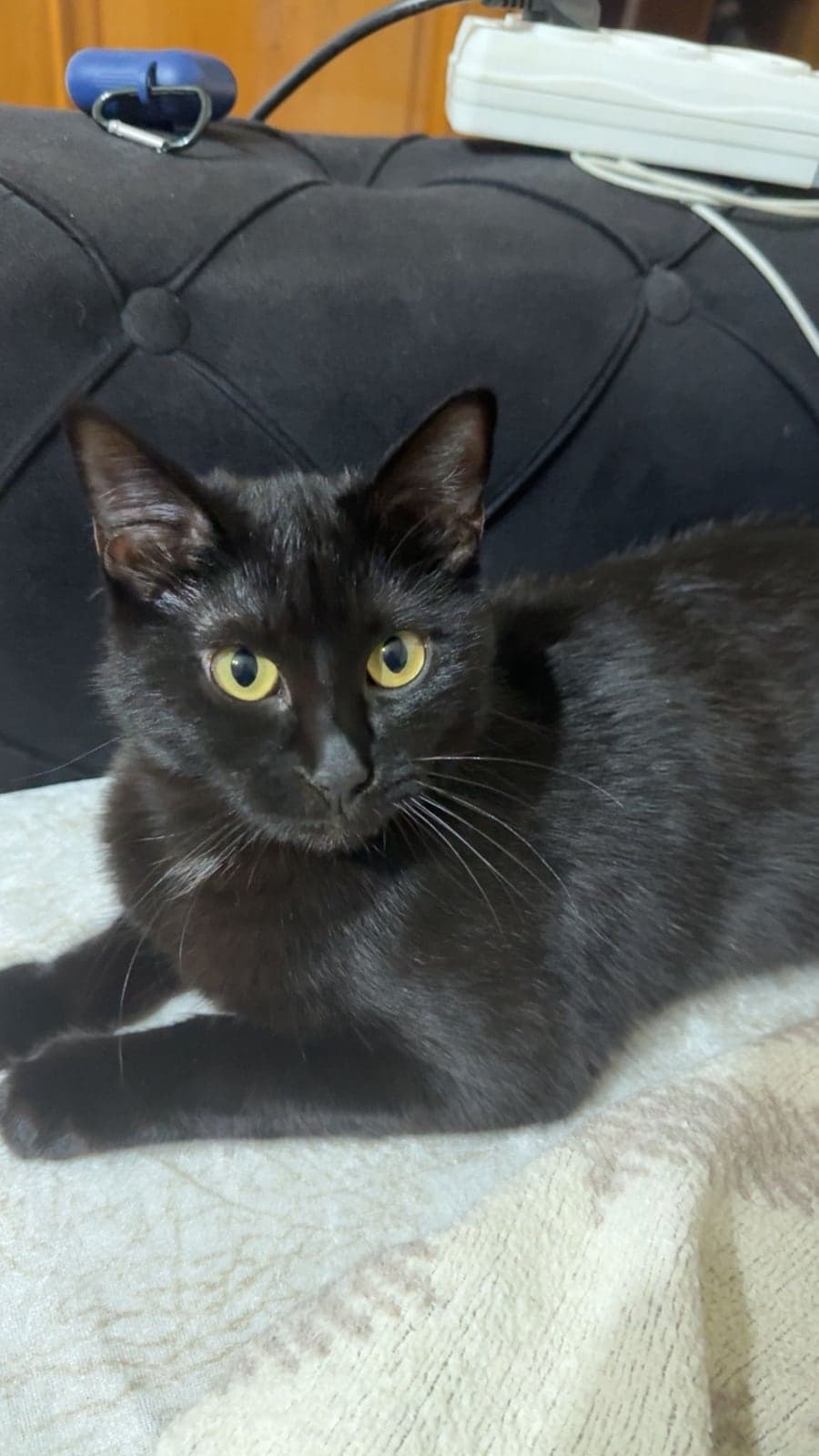 Samra Bilmiyorum Kedi, İstanbul