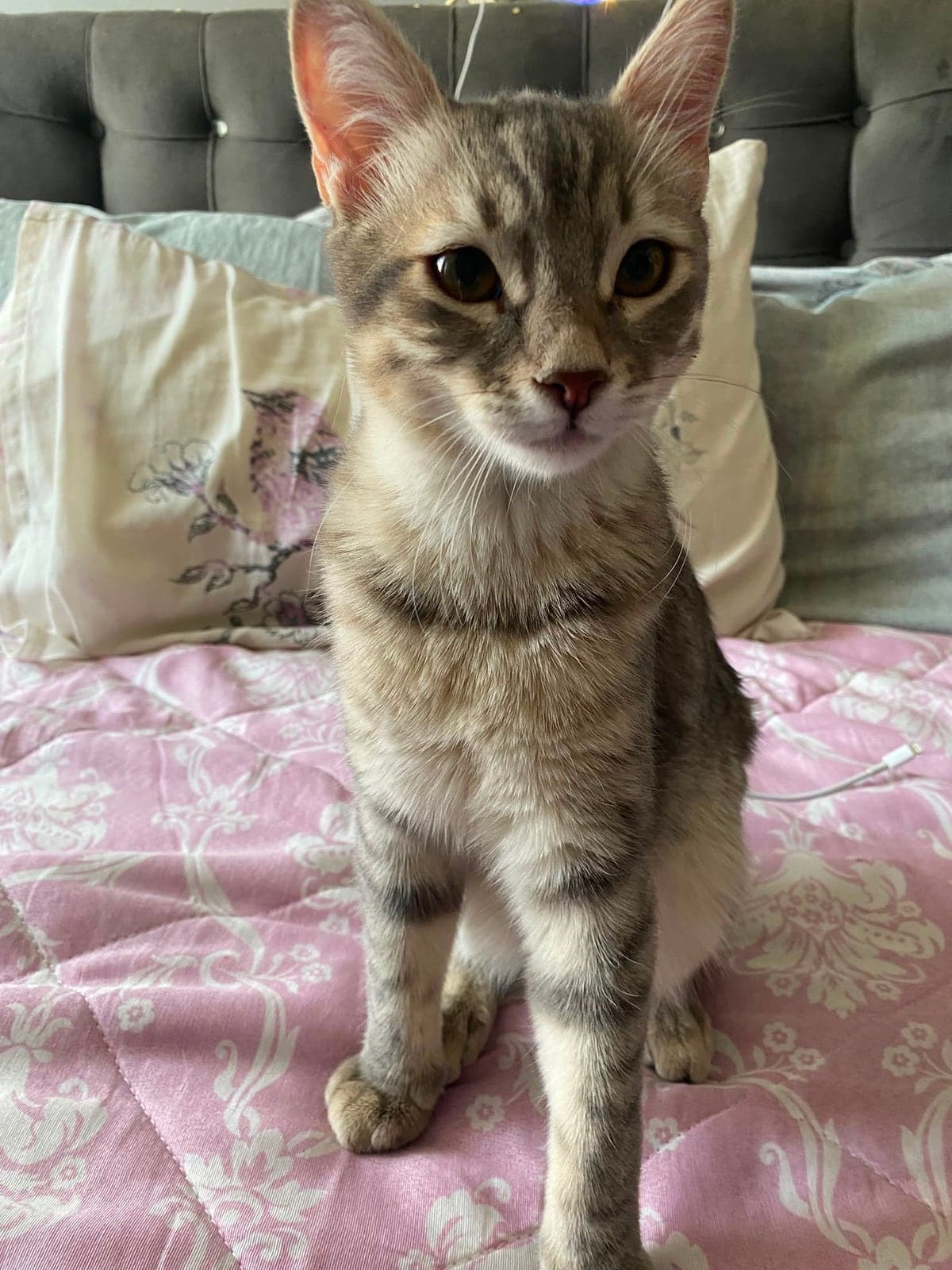 Mantı Melez Kedi, Eskişehir