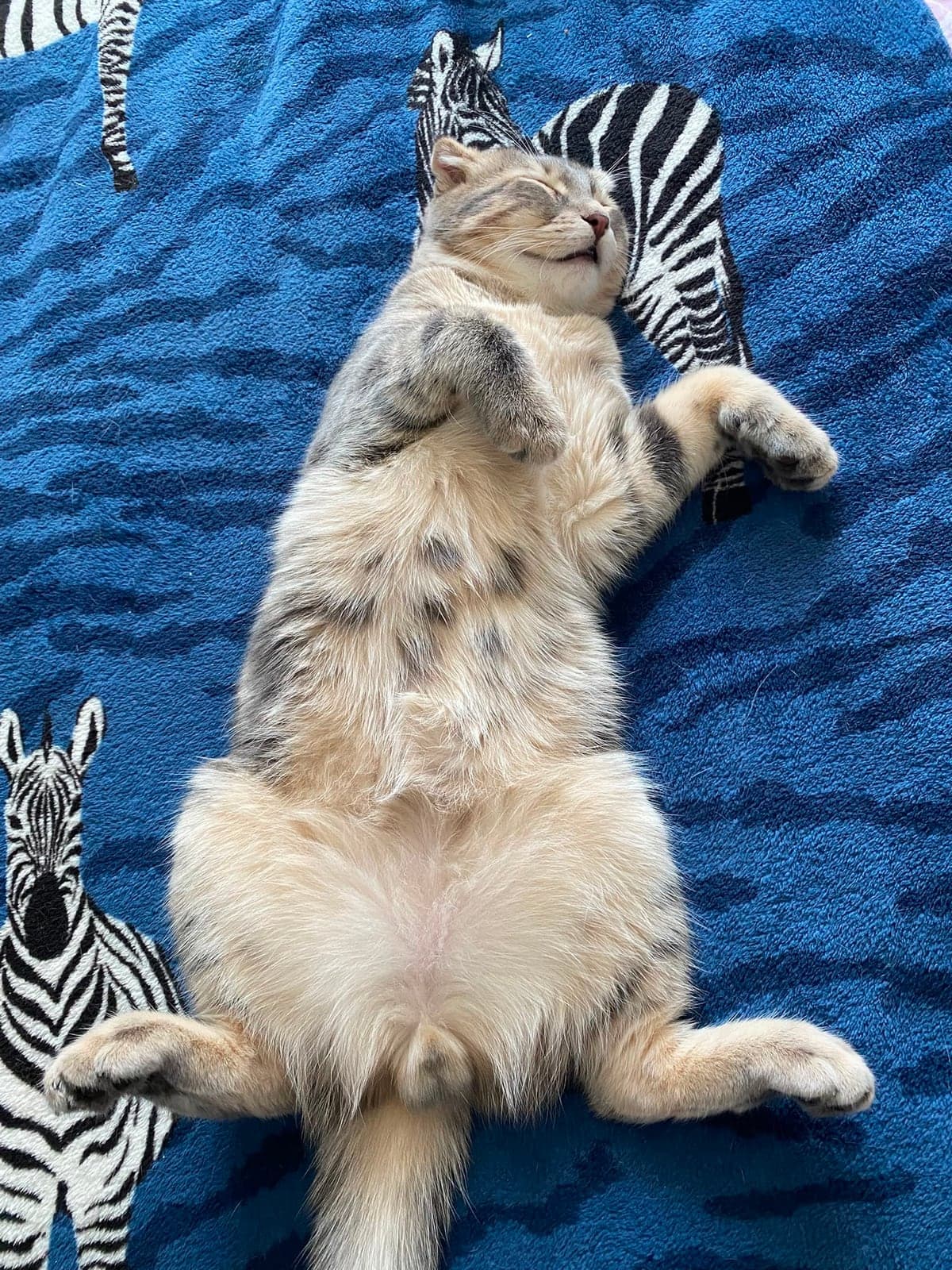 Nohut Melez Kedi, Eskişehir