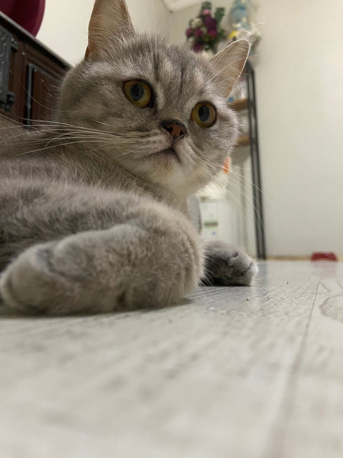 British Shorthair · Kedi British Shorthair Kedi, Sakarya