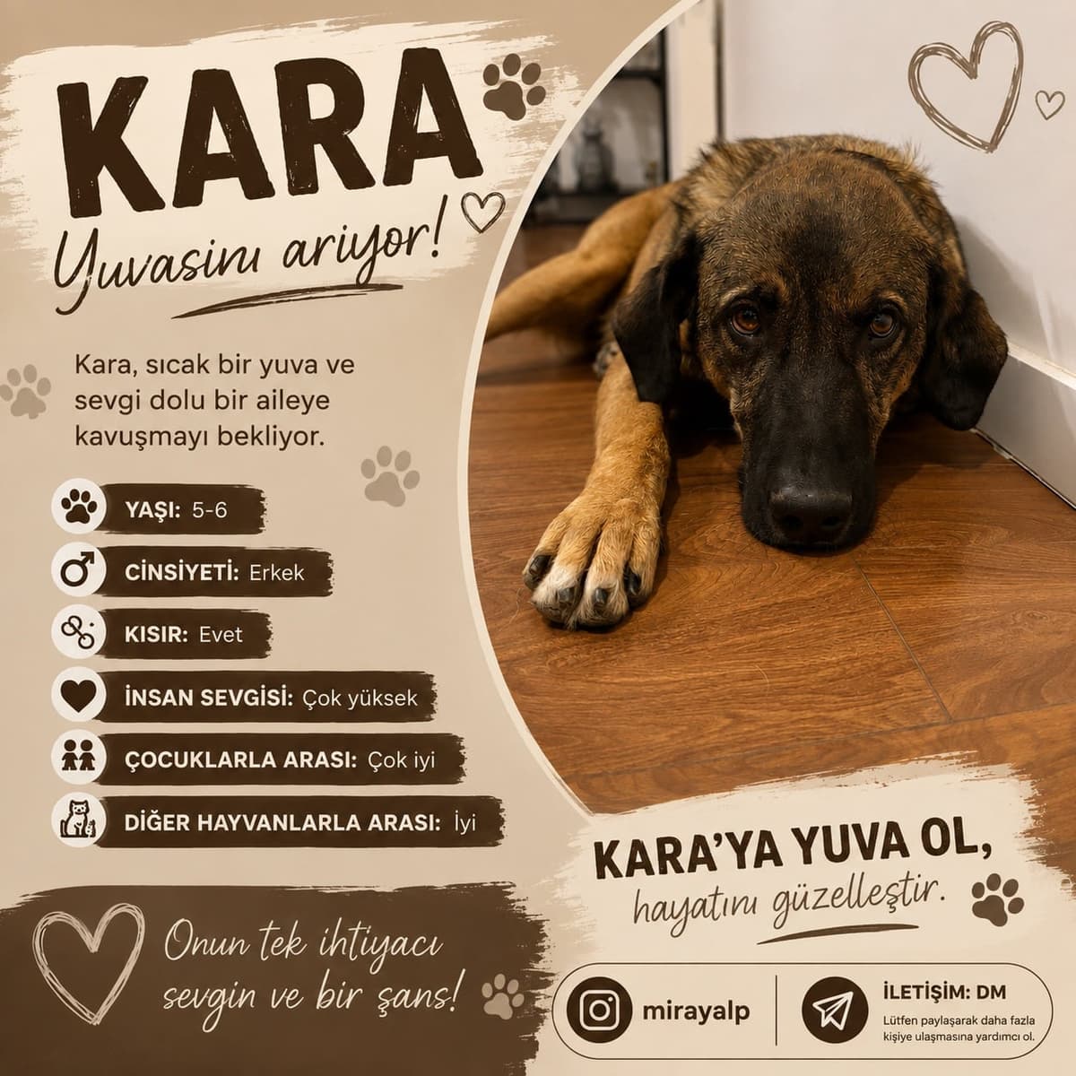 Kara Melez Köpek, İzmir