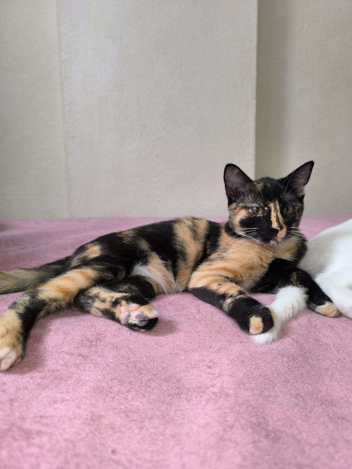 Zeytin Bilmiyorum Kedi, Bursa