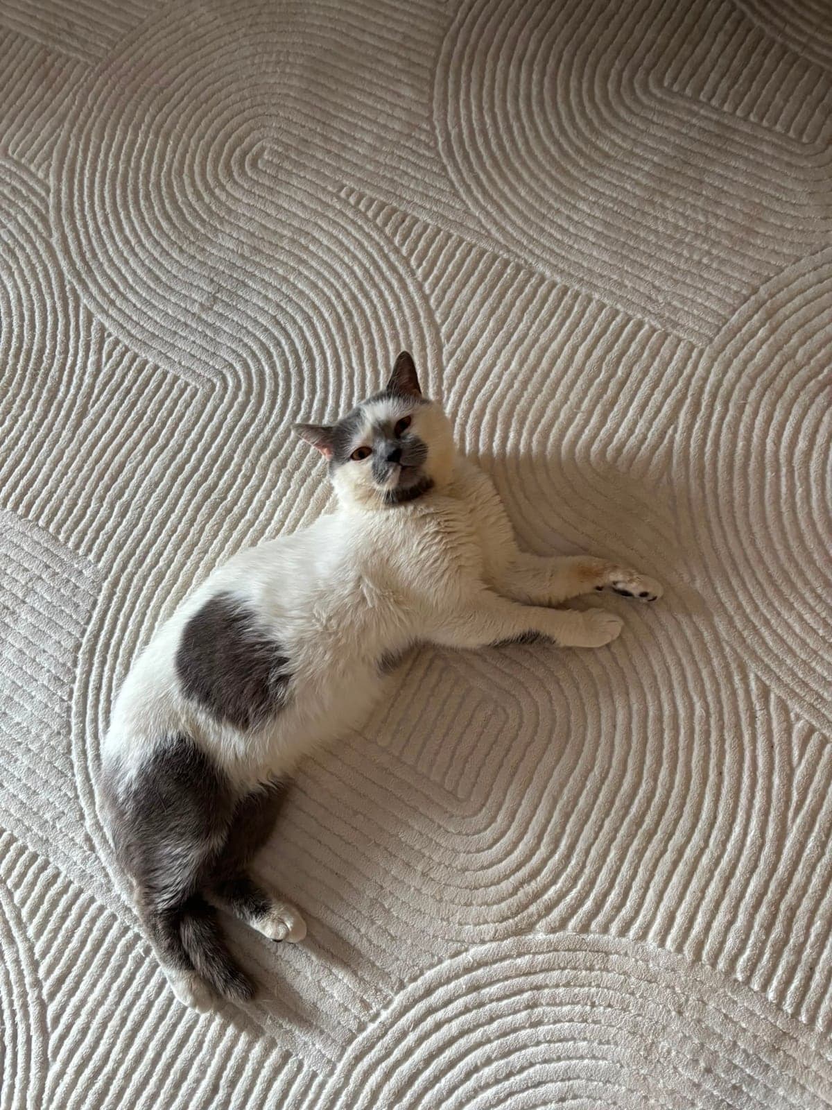 Minnoş Bilmiyorum Kedi, Muğla