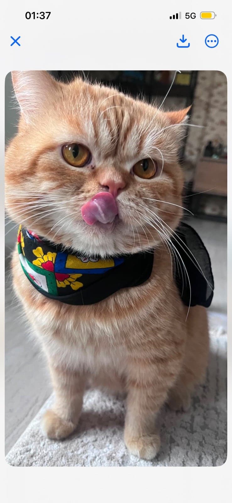 ares Bilmiyorum Kedi, Sakarya