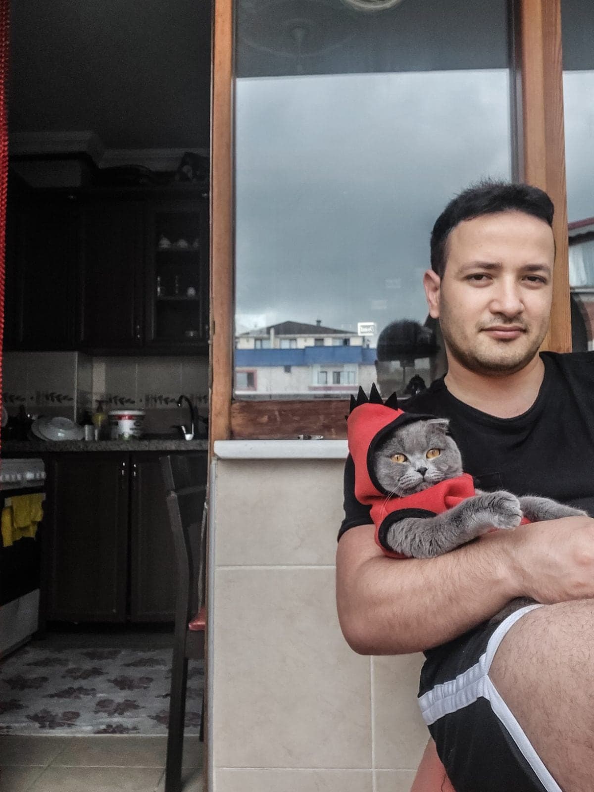 Scothis Scottish Straight Kedi, Trabzon