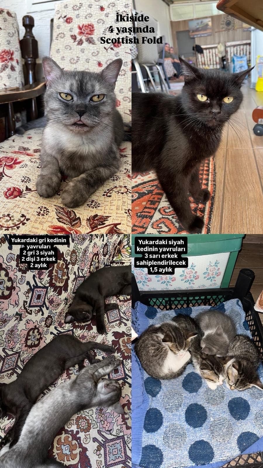 Kedi Bilmiyorum Kedi, Eskişehir