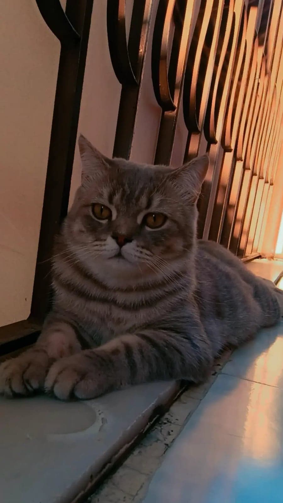 Rio Scottish Straight Kedi, Sakarya