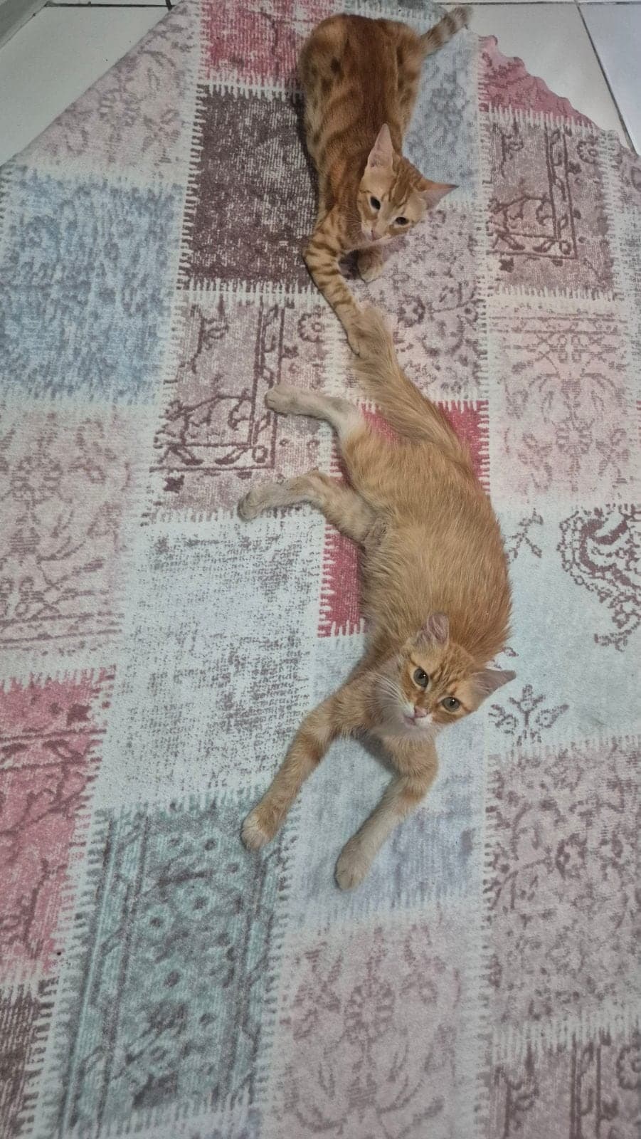 Karamel Tekir Kedi, İzmir
