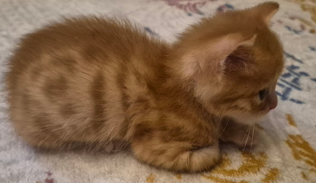 Sarman Sokak Kedisi Kedi, Sakarya