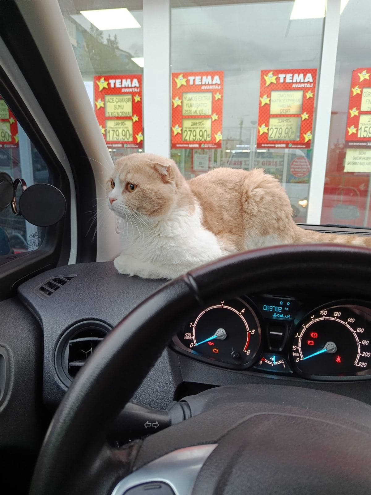 Pamuk Scottish Fold Kedi, Erzurum