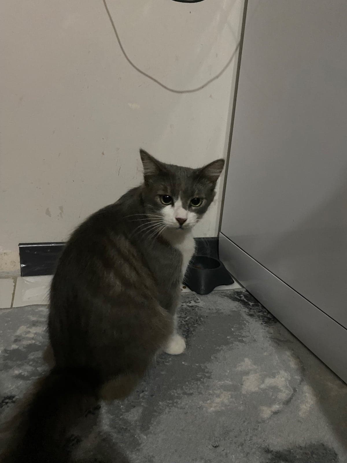 Terkedilmiş Sokak Kedisi Kedi, Sakarya