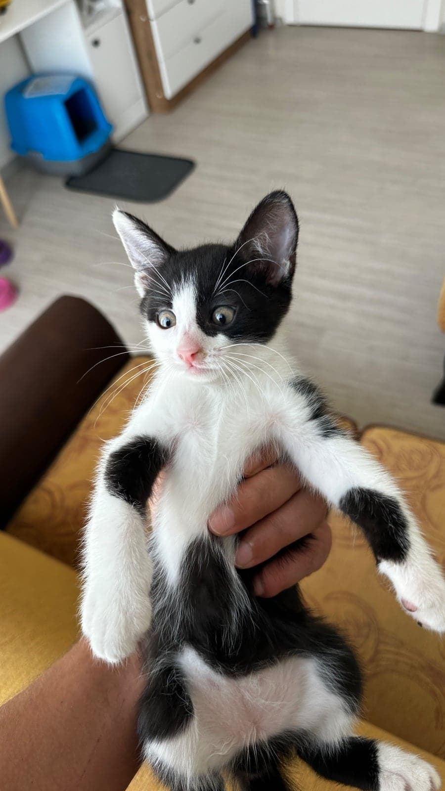 Boni Tekir Kedi, Muğla