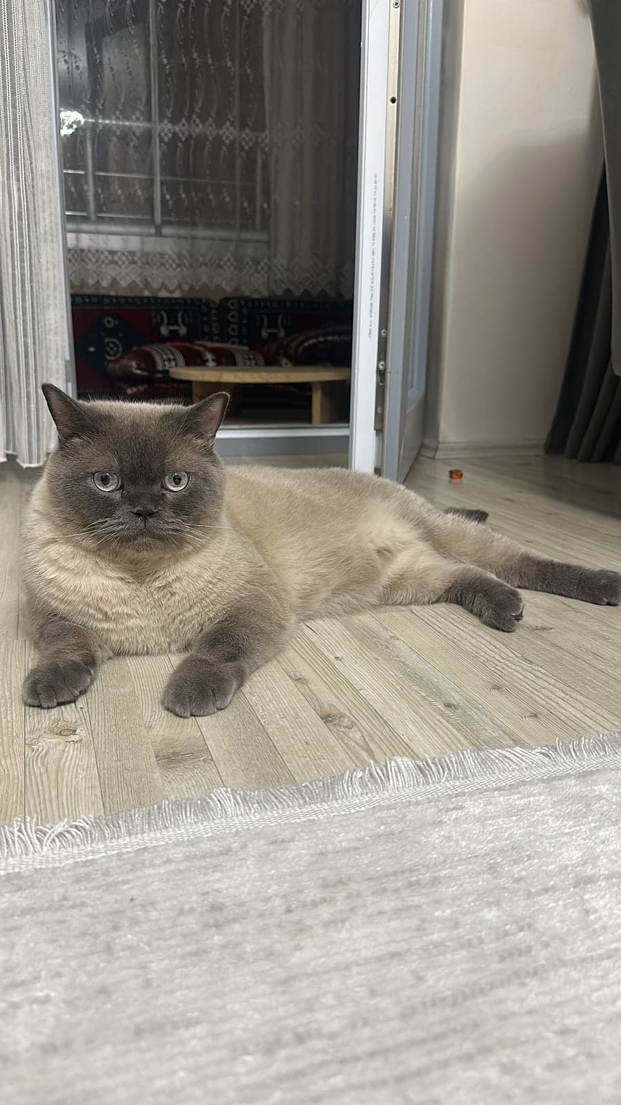 Duman British Shorthair Kedi, Sivas