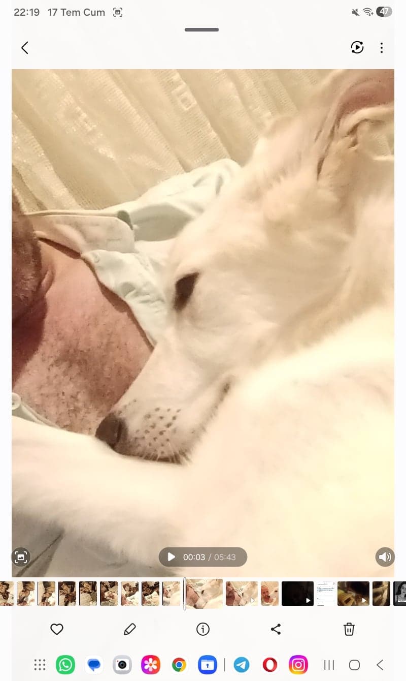 Bella Melez Köpek, Ankara