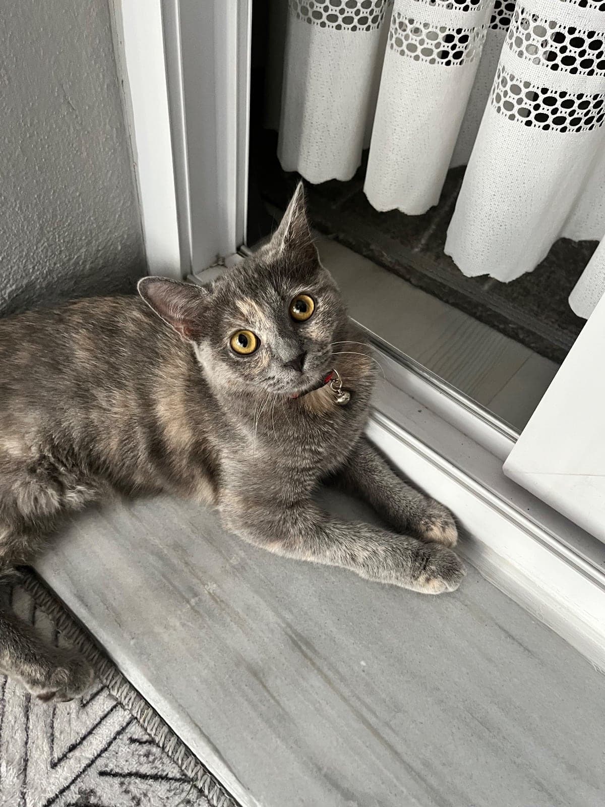 Zeyna Bilmiyorum Kedi, İzmir